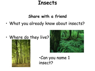 Insects Share with a friend What you already know about insects? Where do they live? Can you name 1 insect? 