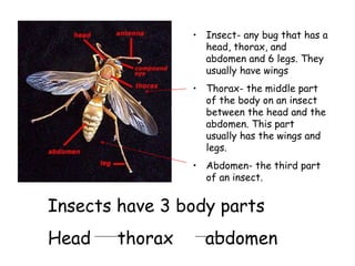 Big idea insects | PPT