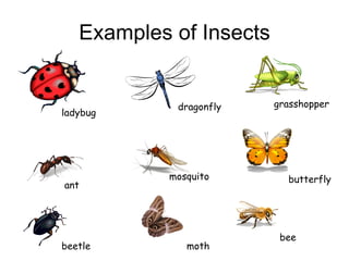 Examples of Insects ladybug dragonfly grasshopper ant mosquito butterfly beetle moth bee 