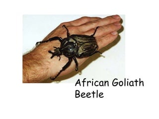 African Goliath Beetle 