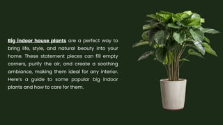 Big Indoor House Plants Elevate Your Home with Nature.pdf
