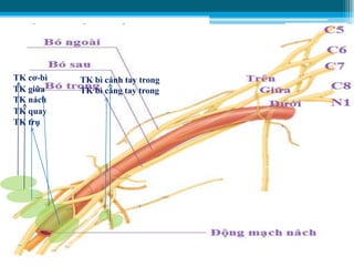 ĐÁM RỐI CÁNH TAY
CẤU TẠO
C5
C8
C7
C6
N1
C4
Thân trên
Thân giữa
Thân dưới
Phần tạo các thân
Phần các nhánh tận
Phần tạo các bó
Bó ngoài
Bó sau
Bó trong
TK cơ-bì
TK giữa
TK nách
TK quay
TK trụ
TK bì cánh tay trong
TK bì cẳng tay trong
 