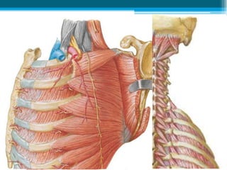 ĐÁM RỐI CÁNH TAY
SỰ PHÂN NHÁNH PHẦN TRÊN ĐÒN
Từ các rễ
Các nhánh tới
cơ bậc thang và cơ dài cổ
TK lƣng vai (vai sau)
TK ngực dài
Từ các thân
TK trên vai
TK cơ dƣới đòn
 
