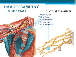 ĐÁM RỐI CÁNH TAY
SỰ PHÂN NHÁNH PHẦN DƢỚI XƢƠNG ĐÒN
TKngực trong
TK dƣới vai trên
TK ngực lƣng
TK dƣới vai dƣới
TKngực ngoài
 