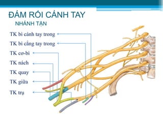 ĐÁM RỐI CÁNH TAY
NHÁNH TẬN
TK nách
TK cơ-bì
TK trụ
TK giữa
TK quay
TK bì cánh tay trong
TK bì cẳng tay trong
 