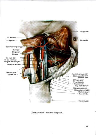 Comprehensive Anatomy and Structure of the Axillary Region | DOC
