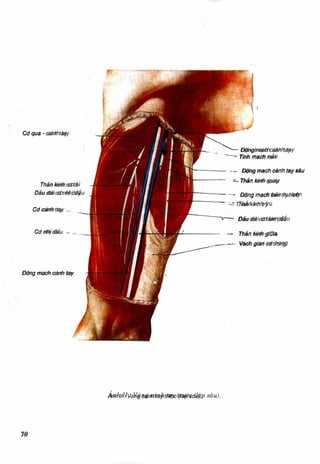 Comprehensive Anatomy and Structure of the Axillary Region | DOC