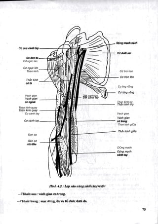 Comprehensive Anatomy and Structure of the Axillary Region | DOC
