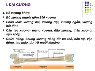 I. ĐẠI CƯƠNG
1. Hệ xương khớp
 Bộ xương người gồm 206 xương
 Phân loại: xương dài, xương dẹt, xương ngắn, xương
bất định
 Cấu tạo xương: màng xương, đầu xương, thân xương,
sụn khớp
 Chức năng: khung xương nâng đở cơ thể, bảo vệ, vận
động, tạo máu, dự trữ muối khoáng
 