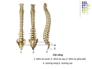 Cột sống
1. Nhìn từ trước 2. Nhìn từ sau 3. Nhìn từ phía bên
4. Xương cùng 5. Xương cụt
 