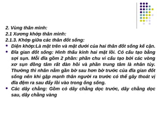 2. Vùng thân mình:
2.1 Xương khớp thân mình:
2.1.3. Khớp giữa các thân đốt sống:
 Diện khớp:Là mặt trên và mặt dưới của hai thân đốt sống kế cận.
 Đĩa gian đốt sống: Hình thấu kính hai mặt lồi. Có cấu tạo bằng
sợi sụn. Mỗi đĩa gồm 2 phần: phần chu vi cấu tạo bởi các vòng
xơ sụn đồng tâm rất đàn hồi và phần trung tâm là nhân tủy.
Thường thì nhân nằm gần bờ sau hơn bờ trước của đĩa gian đốt
sống nên khi gập mạnh thân người ra trước có thể gây thoát vị
đĩa đệm ra sau đẩy lồi vào trong ống sống.
 Các dây chằng: Gồm có dây chằng dọc trước, dây chằng dọc
sau, dây chằng vàng
 