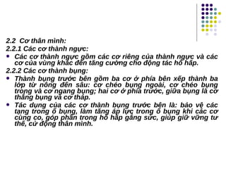 2.2 Cơ thân mình:
2.2.1 Các cơ thành ngực:
 Các cơ thành ngực gồm các cơ riêng của thành ngực và các
cơ của vùng khác đến tăng cường cho động tác hô hấp.
2.2.2 Các cơ thành bụng:
 Thành bụng trước bên gồm ba cơ ở phía bên xếp thành ba
lớp từ nông đến sâu: cơ chéo bụng ngoài, cơ chéo bụng
trong và cơ ngang bụng; hai cơ ở phía trước, giữa bụng là cơ
thẳng bụng và cơ tháp.
 Tác dụng của các cơ thành bụng trước bên là: bảo vệ các
tạng trong ổ bụng, làm tăng áp lực trong ổ bụng khi các cơ
cùng co, góp phần trong hô hấp gắng sức, giúp giữ vững tư
thế, cử động thân mình.
 