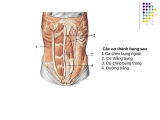 Các cơ thành bụng sau
1.Cơ chéo bụng ngoài
2. Cơ thẳng bụng
3. Cơ chéo bụng trong
4. Đường trắng
 