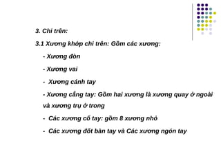 3. Chi trên:
3.1 Xương khớp chi trên: Gồm các xương:
- Xương đòn
- Xương vai
- Xương cánh tay
- Xương cẳng tay: Gồm hai xương là xương quay ở ngoài
và xương trụ ở trong
- Các xương cổ tay: gồm 8 xương nhỏ
- Các xương đốt bàn tay và Các xương ngón tay
 