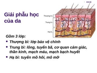 Giải phẫu học
của da
Gồm 3 lớp:
 Thượng bì: lớp bảo vệ chính
 Trung bì: lông, tuyến bã, cơ quan cảm giác,
thần kinh, mạch máu, mạch bạch huyết
 Hạ bì: tuyến mồ hôi, mô mỡ
 