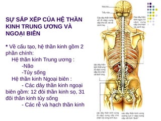 SỰ SẮP XẾP CỦA HỆ THẦN
KINH TRUNG ƯƠNG VÀ
NGOẠI BIÊN
* Về cấu tạo, hệ thần kinh gồm 2
phần chính:
Hệ thần kinh Trung ương :
-Não
-Tủy sống
Hệ thần kinh Ngoại biên :
- Các dây thần kinh ngoại
biên gồm: 12 đôi thần kinh sọ, 31
đôi thần kinh tủy sống
- Các rễ và hạch thần kinh
 