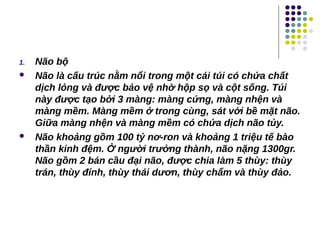 1. Não bộ
 Não là cấu trúc nằm nổi trong một cái túi có chứa chất
dịch lỏng và được bảo vệ nhờ hộp sọ và cột sống. Túi
này được tạo bởi 3 màng: màng cứng, màng nhện và
màng mềm. Màng mềm ở trong cùng, sát với bề mặt não.
Giữa màng nhện và màng mềm có chứa dịch não tủy.
 Não khoảng gồm 100 tỷ nơ-ron và khoảng 1 triệu tế bào
thần kinh đệm. Ở người trưởng thành, não nặng 1300gr.
Não gồm 2 bán cầu đại não, được chia làm 5 thùy: thùy
trán, thùy đỉnh, thùy thái dươn, thùy chẩm và thùy đảo.
 
