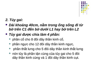 2. Tủy gai:
 Dài khoảng 40cm, nằm trong ống sống đi từ
bờ trên C1 đến bờ dưới L1 hay bờ trên L2
 Tủy gai được chia làm 4 phần:
 phần cổ cho 8 đôi dây thần kinh cổ,
 phần ngực cho 12 đôi dây thần kinh ngực,
 phần thắt lưng cho 5 đôi dây thần kinh thắt lưng
 nón tủy là phần tận cùng của tủy gai cho 5 đôi
dây thần kinh cùng và 1 đôi dây thần kinh cụt.
 