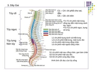 Tủy cổ
Tủy ngực
Tủy lưng
Nón tủy
C1 – C4: chi phối cho vai,
đầu
C5 – C8: chi trên
•T1-T2 chi phối mặt trong
cẳng tay đến mặt trong cánh
tay, ngực.
•T3-T12 chi phối ngực, bụng
và lưng
L1 chi phối bụng dưới và thắt lưng
L2-L3 chi phối thắt lưng, mặt trước đùi
L4 chi phối mặt trong cẳng chân
L5 chi phối mặt ngoài cẳng chân
S1 chi phối mặt sau cẳng chân, gan bàn chân
S2-S3 chi phối mặt sau đùi.
S3-S5 chi phối vùng đáy chậu
3. Dây Gai
 