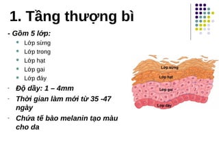 1. Tầng thượng bì
- Gồm 5 lớp:
 Lớp sừng
 Lớp trong
 Lớp hạt
 Lớp gai
 Lớp đáy
- Độ dầy: 1 – 4mm
- Thời gian làm mới từ 35 -47
ngày
- Chứa tế bào melanin tạo màu
cho da
 
