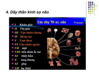 4. Dây thần kinh sọ não
 