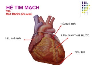 HỆ TIM MẠCH
ĐỈNH TIM
RÃNH GIAN THẤT TRƯỚC
TIỂU NHĨ PHẢI
TIM:
MĂT TRƯỚC (Ức sườn)
TIỂU NHĨ TRÁI
 