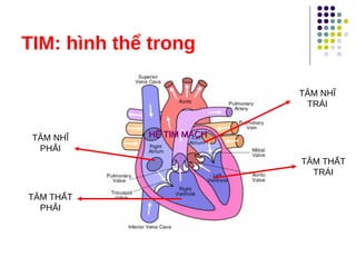 TIM: hình thể trong
TÂM THẤT
PHẢI
TÂM NHĨ
PHẢI
TÂM NHĨ
TRÁI
TÂM THẤT
TRÁI
HỆ TIM MẠCH
HỆ TIM MẠCH
 