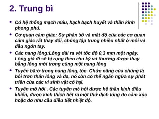 2. Trung bì
 Có hệ thống mạch máu, hạch bạch huyết và thần kinh
phong phú.
 Cơ quan cảm giác: Sự phân bố và mật độ của các cơ quan
cảm giác rất thay đổi, chúng tập trung nhiều nhất ở môi và
đầu ngón tay.
 Các nang lông:Lông dài ra với tốc độ 0,3 mm một ngày.
Lông già đi sẽ bị rụng theo chu kỳ và thường được thay
bằng lông mới trong cùng một nang lông
 Tuyến bã:ở trong nang lông, tóc. Chức năng của chúng là
bôi trơn thân lông và da, nó còn có thể ngăn ngừa sự phát
triển của các vi sinh vật có hại.
 Tuyến mồ hôi . Các tuyến mồ hôi được hệ thần kinh điều
khiển, được kích thích tiết ra một thứ dịch lỏng do cảm xúc
hoặc do nhu cầu điều tiết nhiệt độ.
 