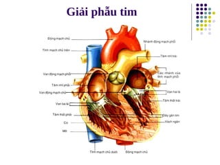 Giải phẫu tim
 