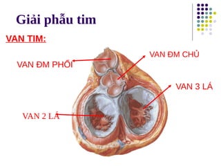 Giải phẫu tim
VAN TIM:
VAN ĐM PHỔI
VAN 2 LÁ
VAN ĐM CHỦ
VAN 3 LÁ
 