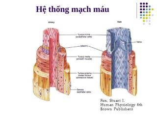Hệ thống mạch máu
 