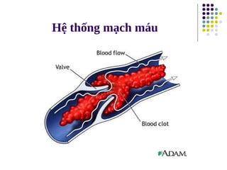 Hệ thống mạch máu
 