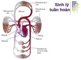 Sinh lý
hệ tuần hoàn
 
