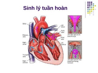 Sinh lý tuần hoàn
 