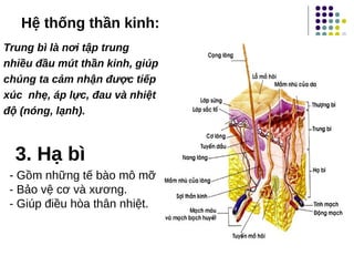 Hệ thống thần kinh:
Trung bì là nơi tập trung
nhiều đầu mút thần kinh, giúp
chúng ta cảm nhận được tiếp
xúc  nhẹ, áp lực, đau và nhiệt
độ (nóng, lạnh).
3. Hạ bì
- Gồm những tế bào mô mỡ
- Bảo vệ cơ và xương.
- Giúp điều hòa thân nhiệt.
 