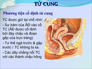 T CUNGỬT CUNGỬ
Phương tiện cố định tử cung
TC được giữ tại chỗ nhờ:
- Sự bám của ÂĐ vào cổ
TC (ÂĐ được cố định
bởi đáy chậu và đoạn
gấp của trực tràng)
- Tư thế ngả trước & gập
trước  TC không bị sa.
- Các dây chằng nối TC
với các thành chậu hông
 