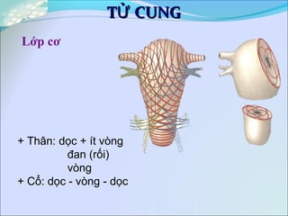 T CUNGỬT CUNGỬ
Lớp cơ
+ Thân: dọc + ít vòng
đan (rối)
vòng
+ Cổ: dọc - vòng - dọc
 