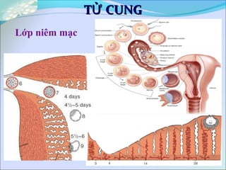 T CUNGỬT CUNGỬ
Lớp niêm mạc
 