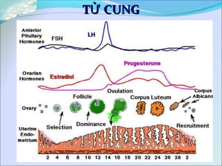 T CUNGỬT CUNGỬ
 