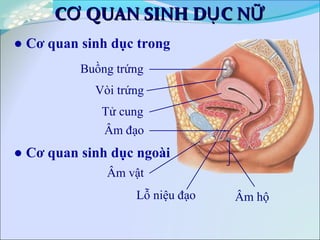 C QUAN SINH D C NƠ Ụ ỮC QUAN SINH D C NƠ Ụ Ữ
Buồng trứng
Vòi trứng
Tử cung
Âm đạo
● Cơ quan sinh dục trong
Âm hộ
Âm vật
Lỗ niệu đạo
● Cơ quan sinh dục ngoài
 