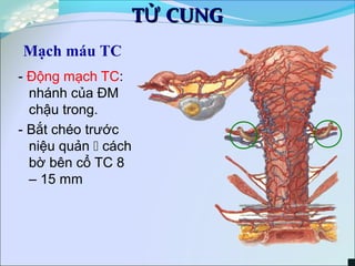 - Động mạch TC:
nhánh của ĐM
chậu trong.
- Bắt chéo trước
niệu quản  cách
bờ bên cổ TC 8
– 15 mm
T CUNGỬT CUNGỬ
Mạch máu TC
 