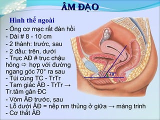 ÂM Đ OẠÂM Đ OẠ
- Ống cơ mạc rất đàn hồi
- Dài # 8 - 10 cm
- 2 thành: trước, sau
- 2 đầu: trên, dưới
- Trục AĐ # trục chậu
hông  hợp với đường
ngang góc 70° ra sau
- Túi cùng TC - TrTr
- Tam giác ÂĐ - TrTr →
Tr.tâm gân ĐC
70°
- Vòm ÂĐ trước, sau
- Lỗ dưới ÂĐ = nếp nm thủng ở giữa → màng trinh
- Cơ thắt ÂĐ
Hình thể ngoài
 
