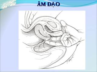 ÂM Đ OẠÂM Đ OẠ
 