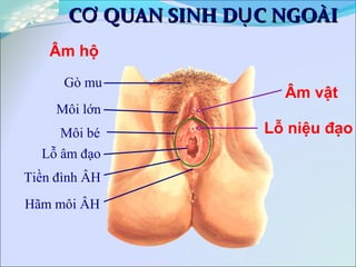 C QUAN SINH D C NGOÀIƠ ỤC QUAN SINH D C NGOÀIƠ Ụ
Âm vật
Lỗ niệu đạo
Gò mu
Môi lớn
Môi bé
Tiền đình ÂH
Hãm môi ÂH
Lỗ âm đạo
Âm hộ
 