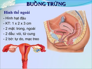 BU NG TR NGỒ ỨBU NG TR NGỒ Ứ
Hình thể ngoài
- Hình hạt đậu
- KT: 1 x 2 x 3 cm
- 2 mặt: trong, ngoài
- 2 đầu: vòi, tử cung
- 2 bờ: tự do, mạc treo
 