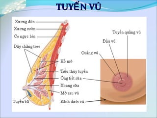 TUY N VÚẾTUY N VÚẾ
 