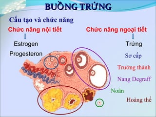Chức năng nội tiết
BU NG TR NGỒ ỨBU NG TR NGỒ Ứ
Cấu tạo và chức năng
Chức năng ngoại tiết
Estrogen
Progesteron
Trứng
Sơ cấp
Trưởng thành
Nang Degraff
Noãn
Hoàng thể
 