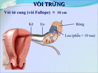 Vòi tử cung (vòi Fallope) ≈ 10 cm
VÒI TR NGỨVÒI TR NGỨ
Loa (phễu ≈ 10 tua)
BóngEoKẽ
 