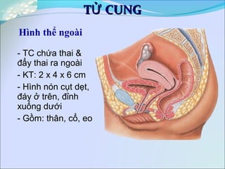 T CUNGỬT CUNGỬ
Hình thể ngoài
- TC chứa thai &
đẩy thai ra ngoài
- KT: 2 x 4 x 6 cm
- Hình nón cụt dẹt,
đáy ở trên, đỉnh
xuống dưới
- Gồm: thân, cổ, eo
 