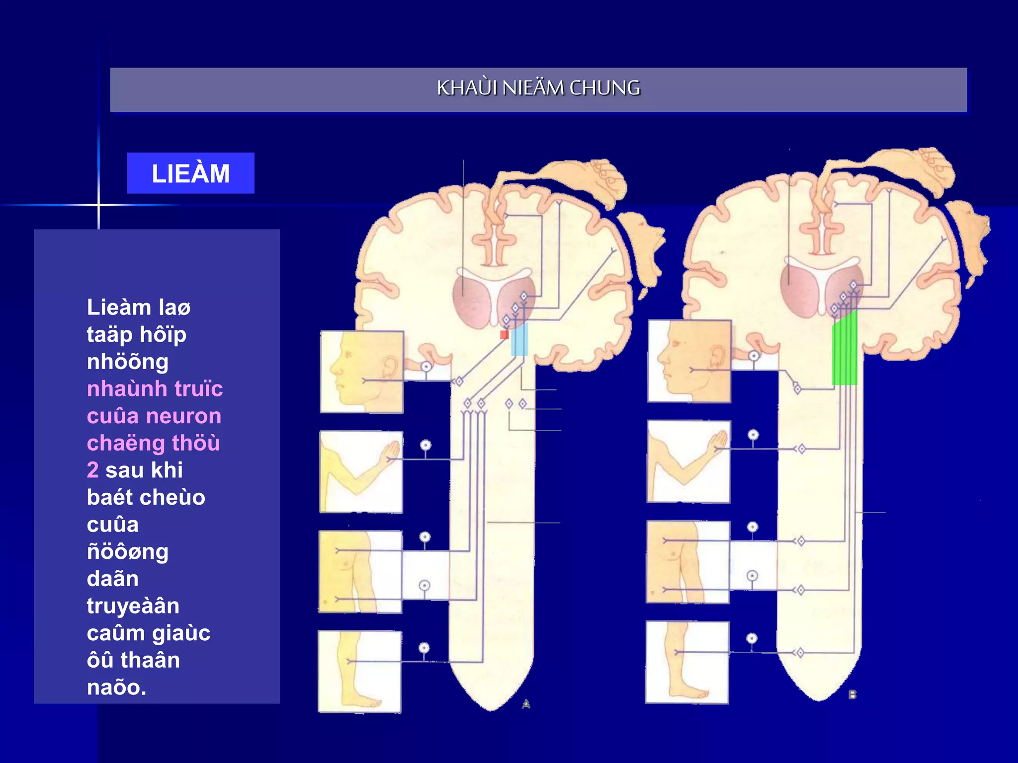 b-i-gi-ng-ng-c-b-ng-duong-dan-truyen-tk-bs-lam-ppt-free-download